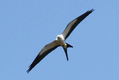 Swallow-tailed Kite #3, Intracoastal City, La