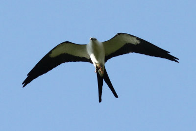 Swallow-tailed Kite #4, Intracoastal City, LA