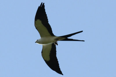 Swallow-tailed Kite #4, Intracoastal City, LA