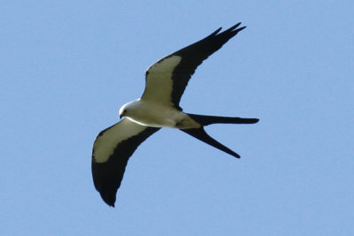 Swallow-tailed Kite #5, Intracoastal City, LA