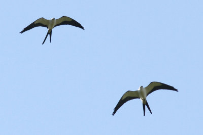 Swallow-tailed Kite #5, Intracoastal City, LA