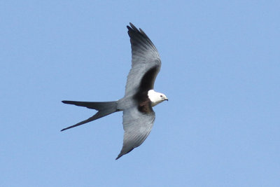 Swallow-tailed Kite 