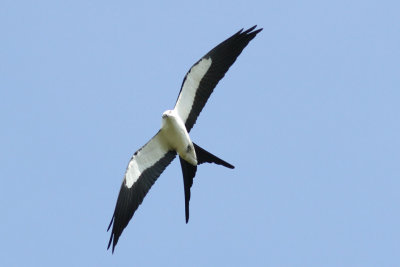 Swallow-tailed Kite Photo 2