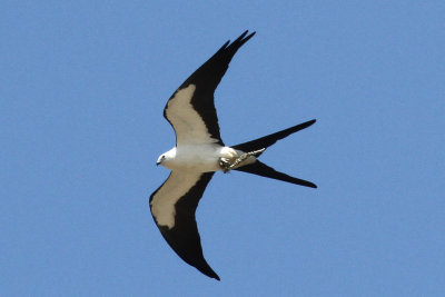 Swallow-tailed Kite Photo 3