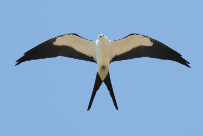 Swallow-tailed Kite Photo 4
