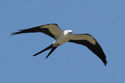 Swallow-tailed Kite Photo 5