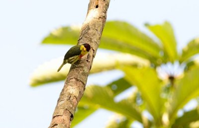capitonidae