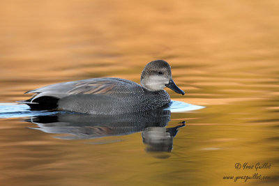 Canard chipeau - Gadwall - 3 photos