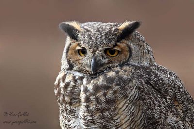 Grand-duc d'Amérique - Great Horned Owl  - 4 photos