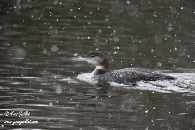 Plongeon huard sous la neige #6352.jpg