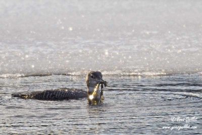 Plongeon huard en hiver avec poisson #6042.jpg