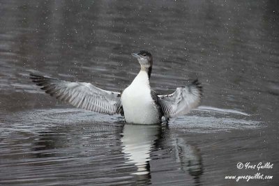 Plongeon huard sous la neige #6874.jpg