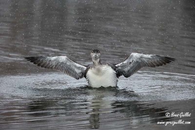 Plongeon huard sous la neige #6890.jpg