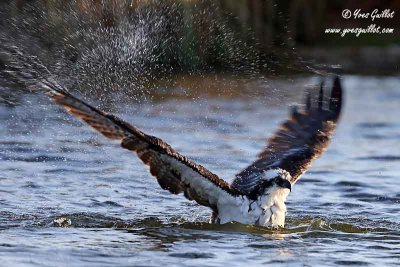 Balbuzard pêcheur - Osprey - 12 photos