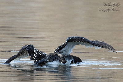 Plongeon huard #0742.jpg