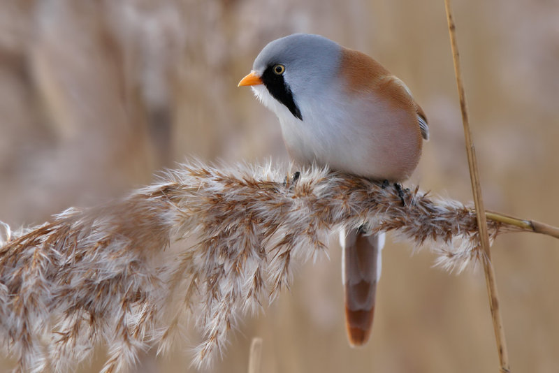 Skggmes - Bearded Parrotbill (Panurus biarmicus)