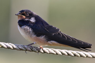Ladusvala - Barn swallow (Hirundo rustica)