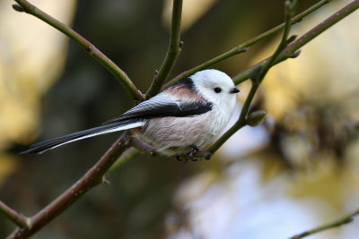 Stjrtmes - Long-tailed Tit (Aegithalos caudatus)