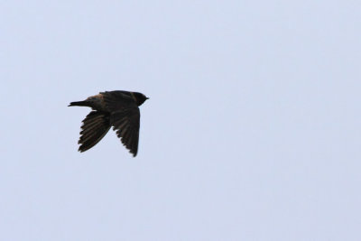 Stensvala - Cliff Swallow (Petrochelidon pyrrhonota)