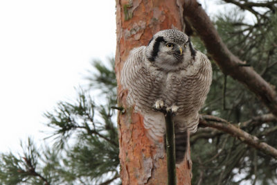 Hkuggla - Hawk Owl (Surnia ulula)