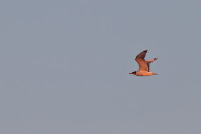 Svarthuvad trut - Pallas's Gull (Ichthyaetus ichthyaetus) 