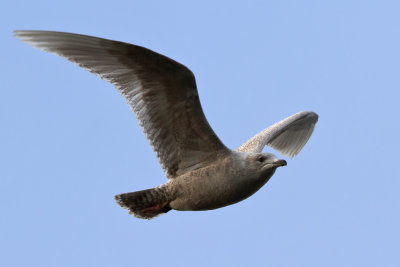 Vitvingad trut - Iceland Gull (Larus glaucoides)