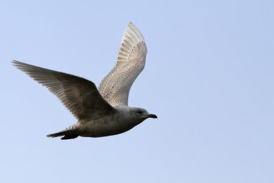 Vitvingad trut - Iceland Gull (Larus glaucoides)