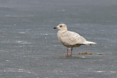 Vitvingad trut - Iceland Gull (Larus glaucoides)