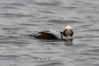 Alfgel - Long-tailed Duck (Clangula hyemalis)