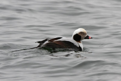 Alfgel - Long-tailed Duck (Clangula hyemalis)