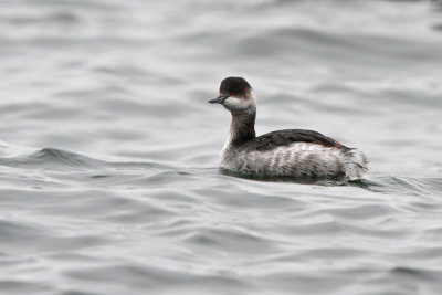 Svarthalsad dopping - Black-necked Grebe (Podiceps nigricollis)