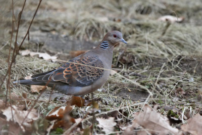 Strre turturduva - Oriental Turtle Dove (Streptopelia orientalis) 