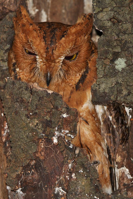 Torotoroka scops-owl - (Otus madagascariensis) 