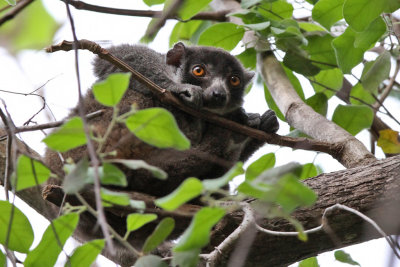 Mongoose lemur - (Eulemur mongoz) 