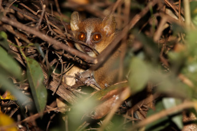Golden-brown mouse lemur - (Microcebus ravelobensis)