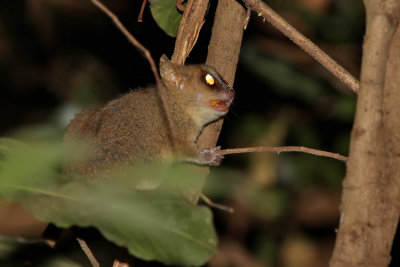 Golden-brown mouse lemur - (Microcebus ravelobensis)