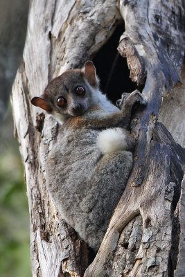 Milne-Edwardss sportive Lemur - (Lepilemur edwardsi)