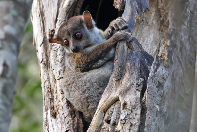 Milne-Edwardss sportive Lemur - (Lepilemur edwardsi)