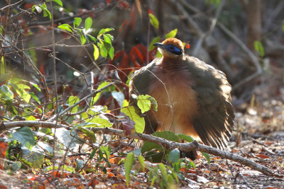 Red-capped coua - (Coua ruficeps)