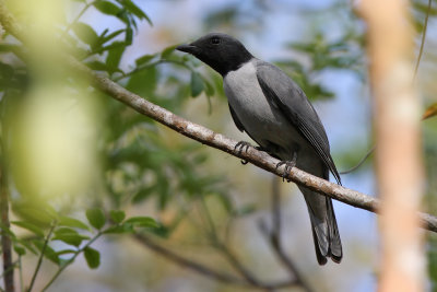 Madagascar cuckoo-shrike - (Coracina cinerea)