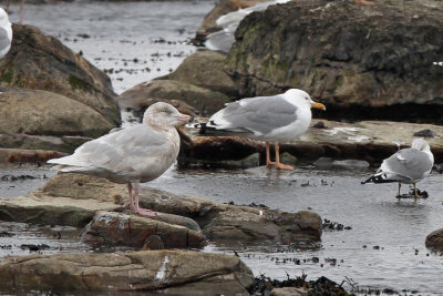 Vittrut - Glaucous Gull (Larus hyperboreus) 