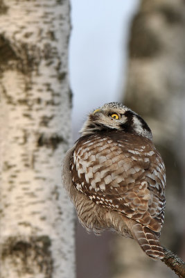 Hkuggla - Northern Hawk-owl (Surnia ulula) 
