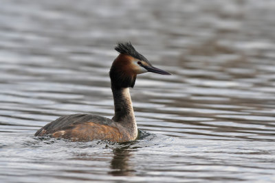 Skggdopping - Great Crested Grebe (Podiceps cristatus)