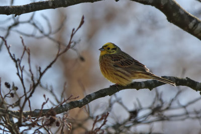 Gulsparv - Yellowhammer (Emberiza citrinella)