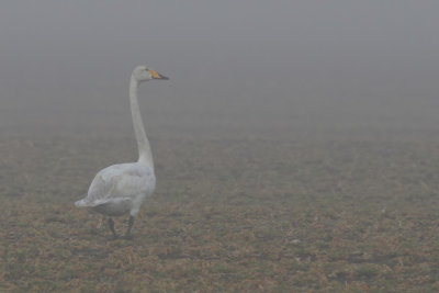 Sngsvan	- Whooper Swan (Cygnus cygnus)