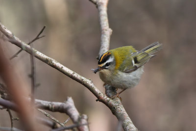 Brandkronad kungsfgel - Firecrest (Regulus ignicapillus)