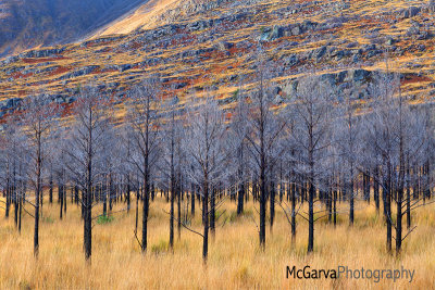 Black Larches