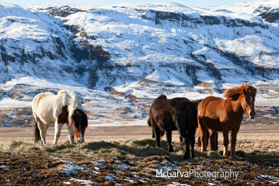 Iceland Ponies
