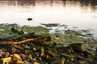 Even with a dry summer and the lower water level at Standing Bear, the fall sunset still provides for interesting color.
An image may be purchased at http://edward-peterson.artistwebsites.com/featured/fall-shoreline-edward-peterson.html
