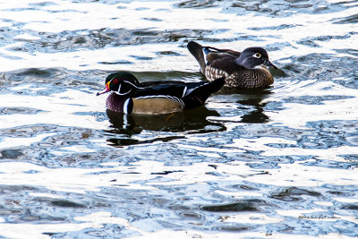 There is a small pond in a business complex that always attracts the water fowl during the fall, winter and spring and they let you get fairly close. Nothing more colorful than Wood ducks.
An image may be purchased at http://edward-peterson.artistwebsites.com/featured/wood-ducks-on-a-fall-afternoon-edward-peterson.html